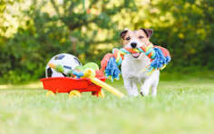 Dog Toy and exercise