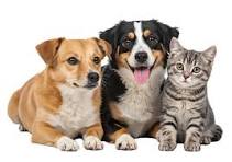 kitten products