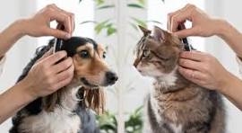 Dog grooming