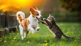 All cat products