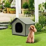 Cat outdoor