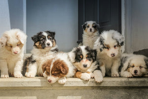 All dog products