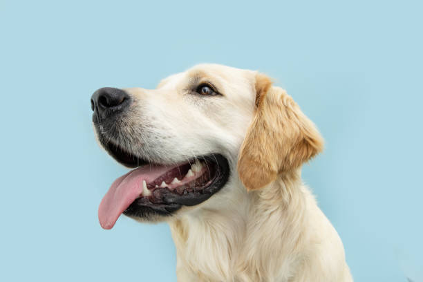 Dogs